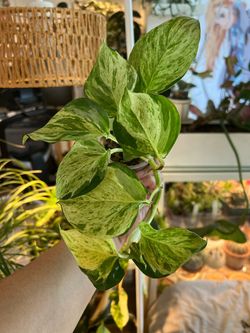 Epipremnum aureum ‘Manjula’ (Manjula pothos)