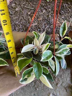 See description***super variegated/Full/lush/trailing Hoya crimson queen; 95820