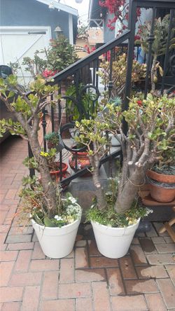 Two large Jade lucky money plants arraignments