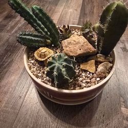 Arizona Cactus Decor