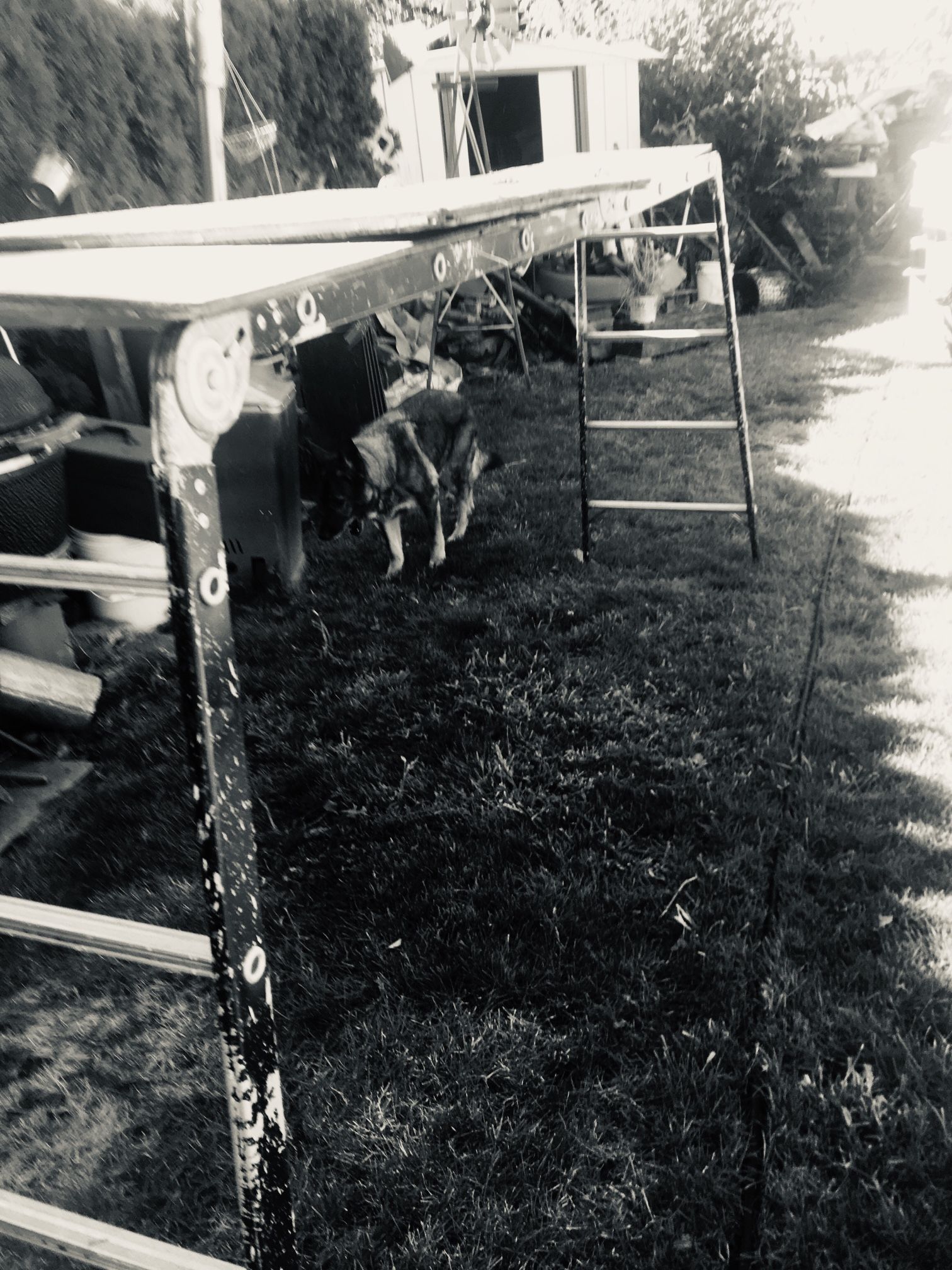 16 Foot Multi Purpose Ladder Scaffold