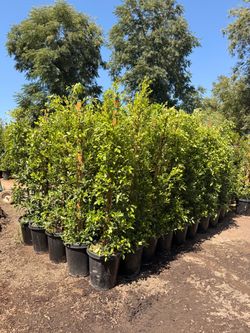 Indian Laurel ficus 15 gal
