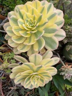 READ DESCRIPTION Variegated Aeonium Succulent Plant