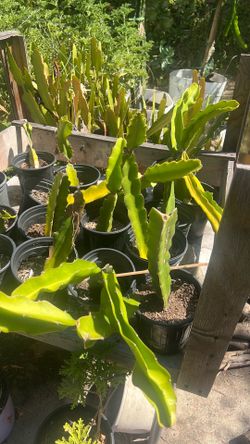 Nice and really sweet Dragon Fruit plants