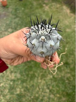 Copiapoa Cinerea original seed grown rare cactus plant