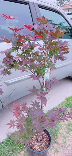 Japanese Bloodgood Maple Tree