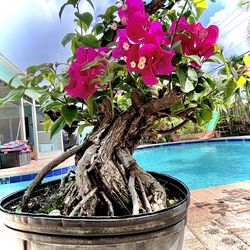Sumo Bougainvillea Bonsai 