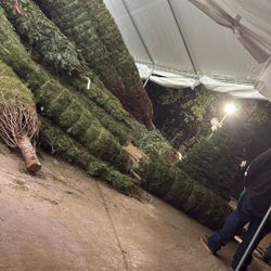 11/12ft douglas Fir Grand Fir 🌲 $100