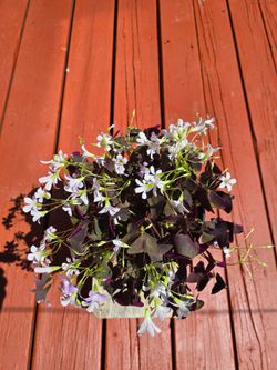 Oxalis