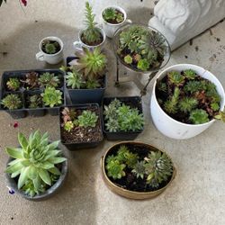 Succulents For Tina 