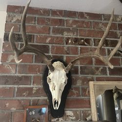 Deer Skull Antlers 