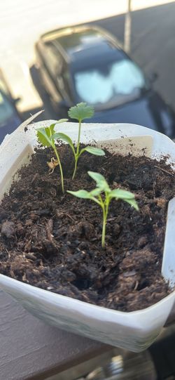 Cilantro plants