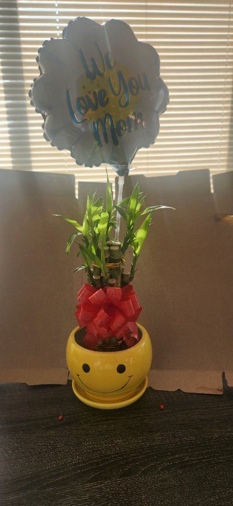 Mom Gift Bamboo Plant