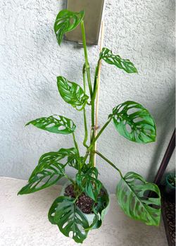Monstera  Adansonii  swiss  cheese plant