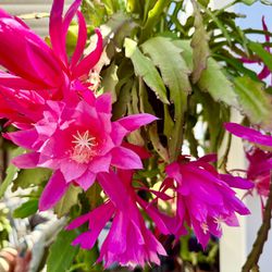 Epiphyllum/Cactus Orchid Plants In Bloom - Hanging Plant- Very Easy To Grow