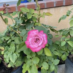 Roses