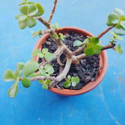 jade o abundancia $5