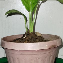 Peace Lily 