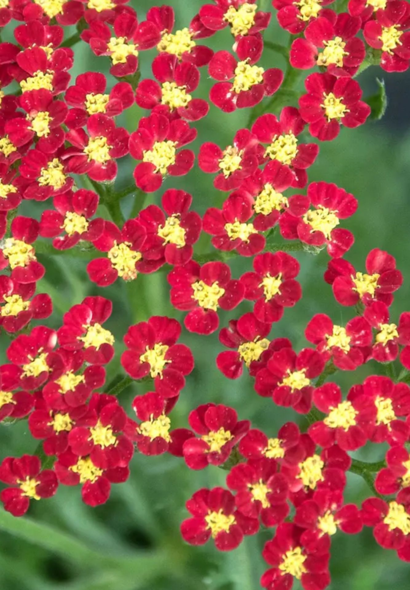 Yarrow Perennial Plants,pls Read Alllll