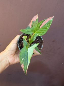 4” Syngonium red spot tricolor