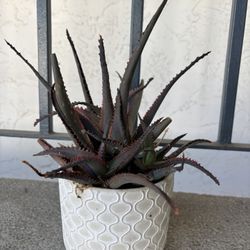 Potted Succulent Plant