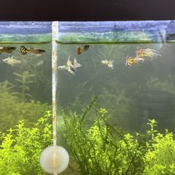 Fish Tank Guppy Toys