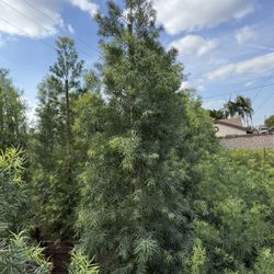 Fern Pine Privacy Hedge