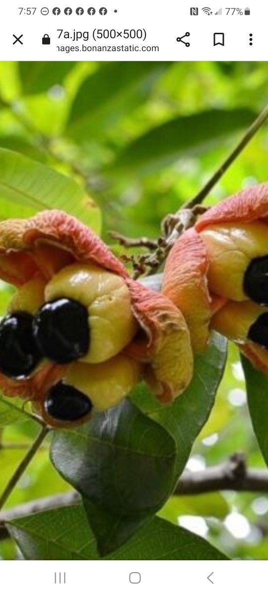 ackee Tree every Day 2ft potted Plant for Sale in Kissimmee, FL OfferUp