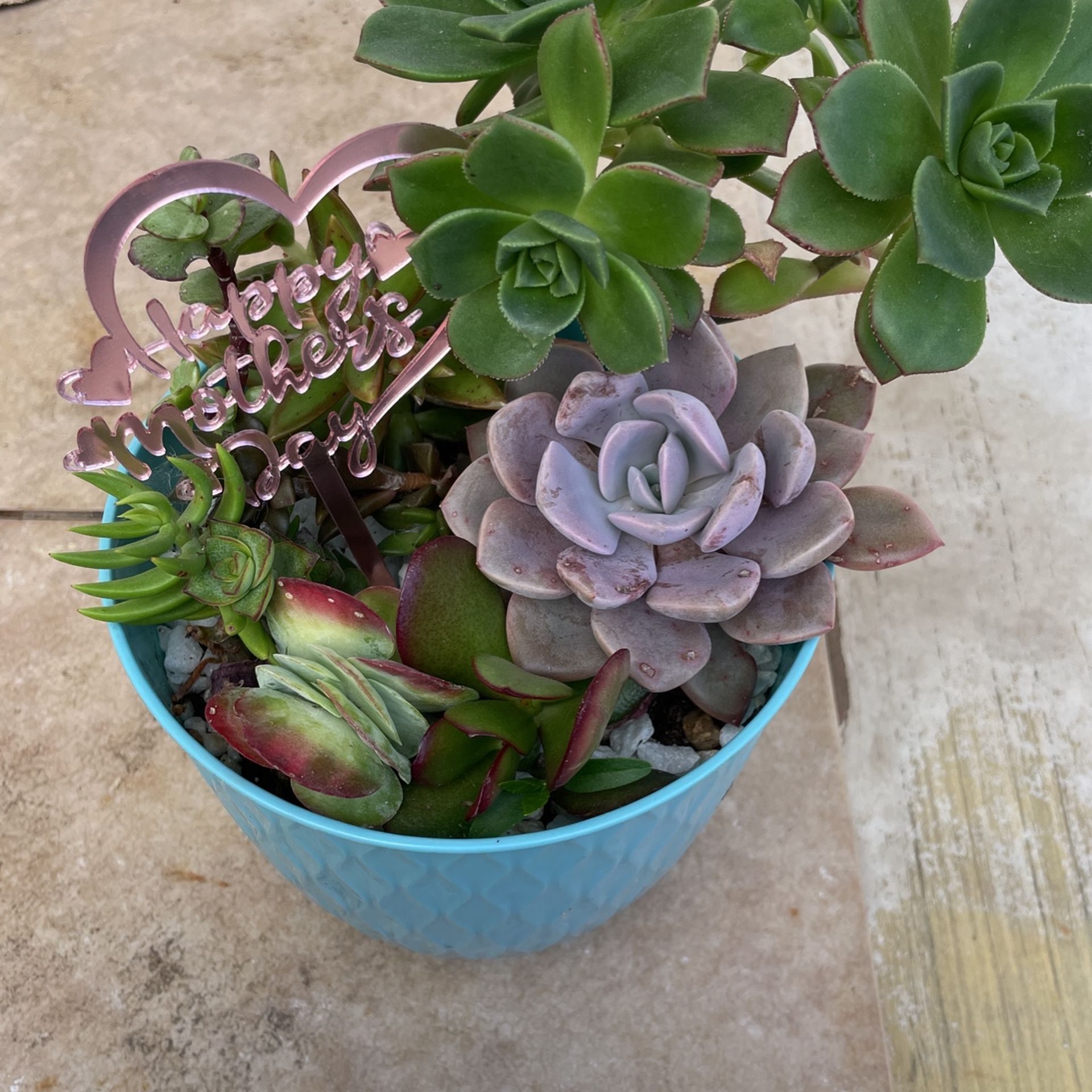 Succulent Plant