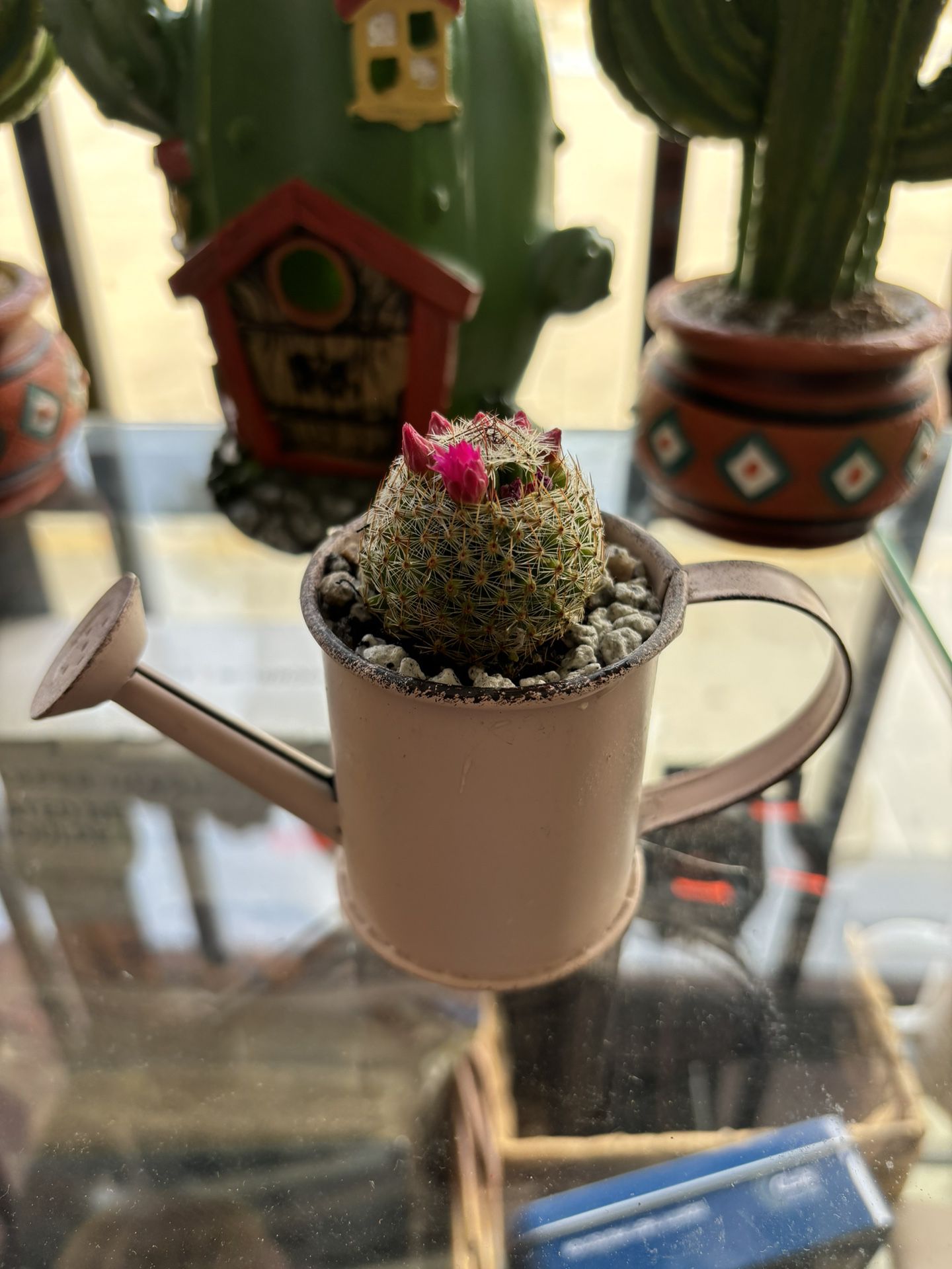Cactus With Pot - Super Cute With Flowers 🌺 