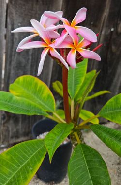Pink plumeria