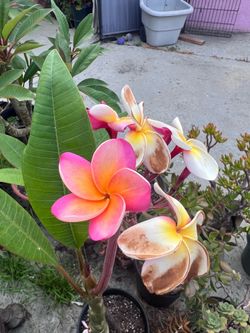 40” Tall Pink Plumeria Plant