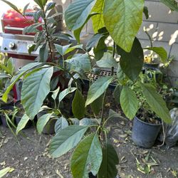 Arbol De Aguacate Bote 5 Gs