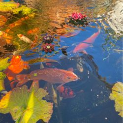 Japanese Koi