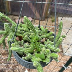 Maceta Cacahuate 