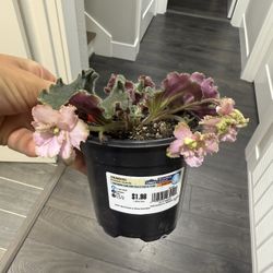 Pink With Yellow Edge Blooming African Violet Plant Indoor 