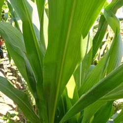 MILPA HOJA