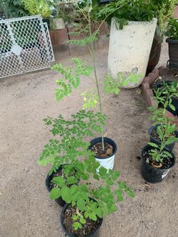 Moringa Plants 
