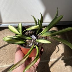 Hoya Wayetti Variegated