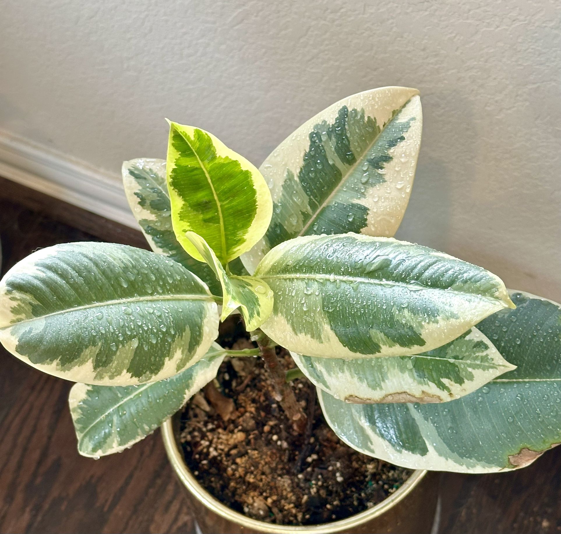 Variegated Rubber Plant with Golden Ceramic Planter! 🪴