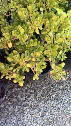 Planta de jade