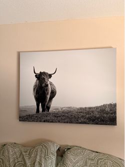 Bull Canvas