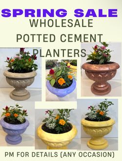 Potted Cement Planter Pots 