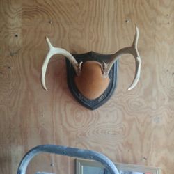 Antlers