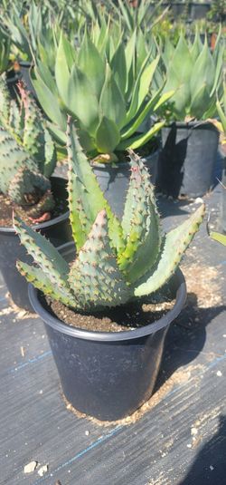 Aloe Marlothii 