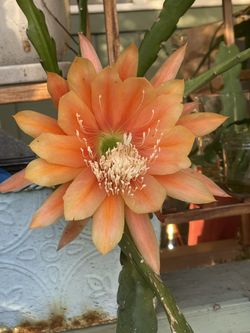 King Midas Orchid Cactus- Epiphyllum - Peach Color Flower