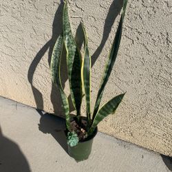 Sansevieria