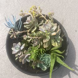 9 Different Types Of Succulents 
