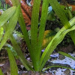 Aquarium Plants $2 Each