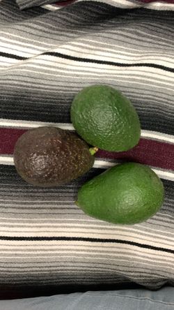 Avocado